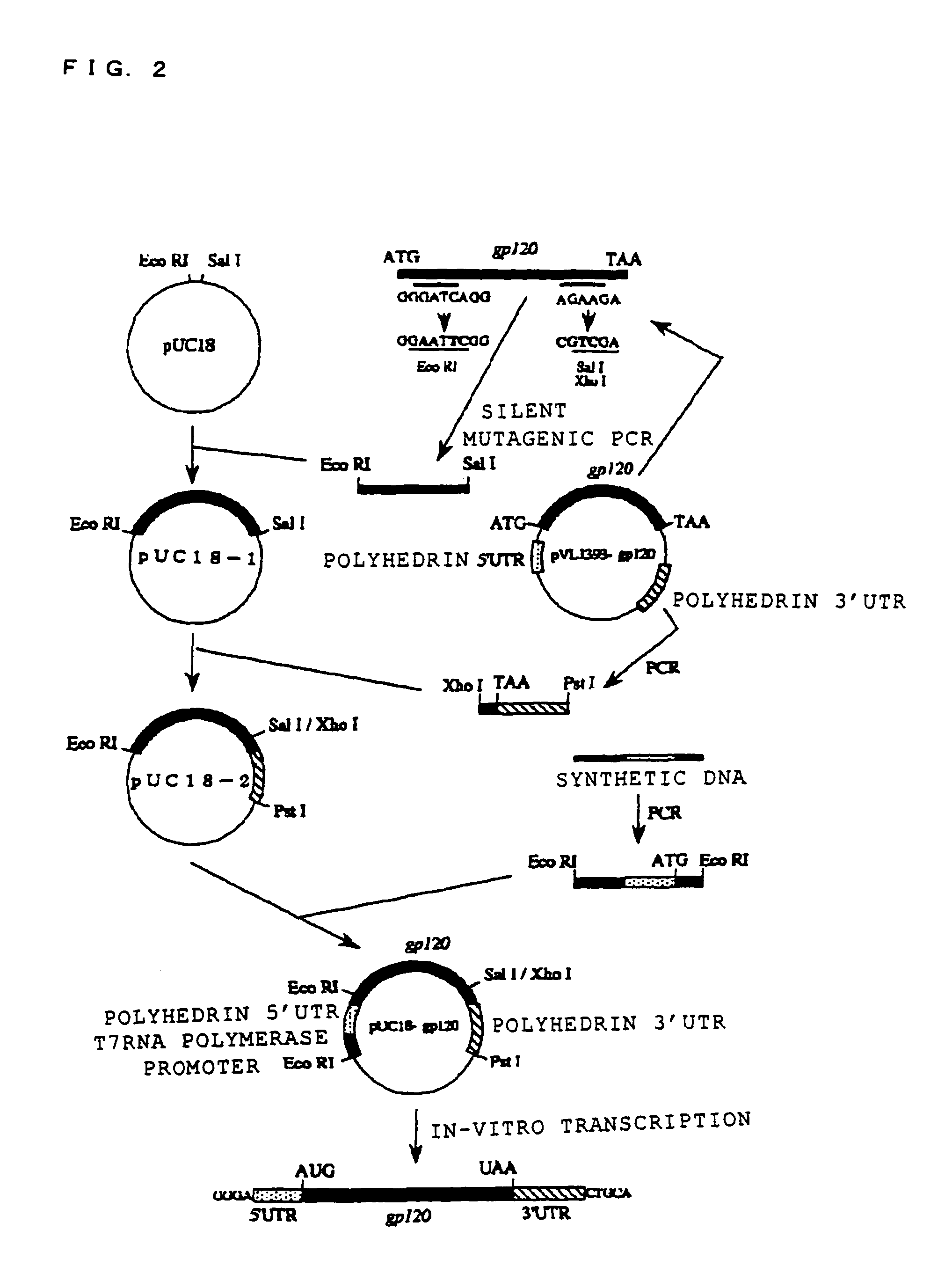 Cell-free extract and glycoprotein synthesis system