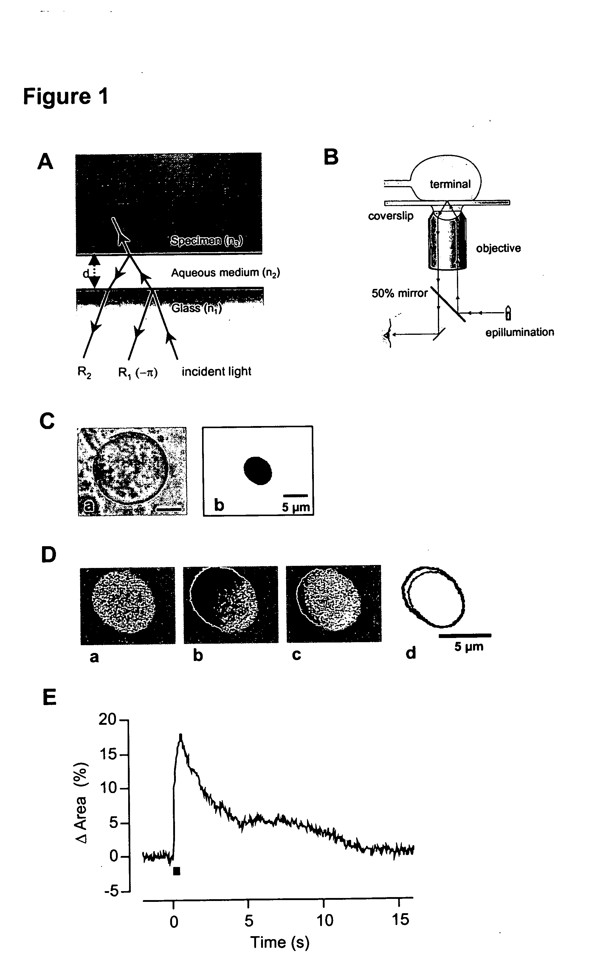 Methods and systems for monitoring cell exocytosis or endocytosis