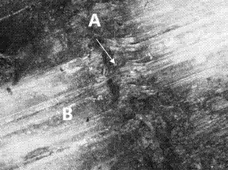 Lysine bacillus for preventing and controlling kiwi berry canker and application thereof