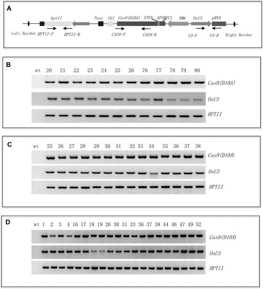 Application of CRISPR/nCas9 mediated site-directed base substitution in plant