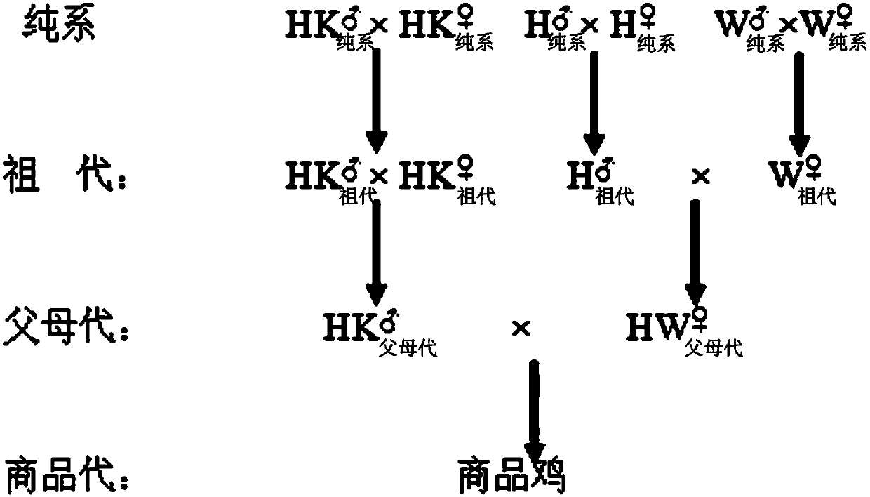Huainan partridge chicken hybrid breeding method