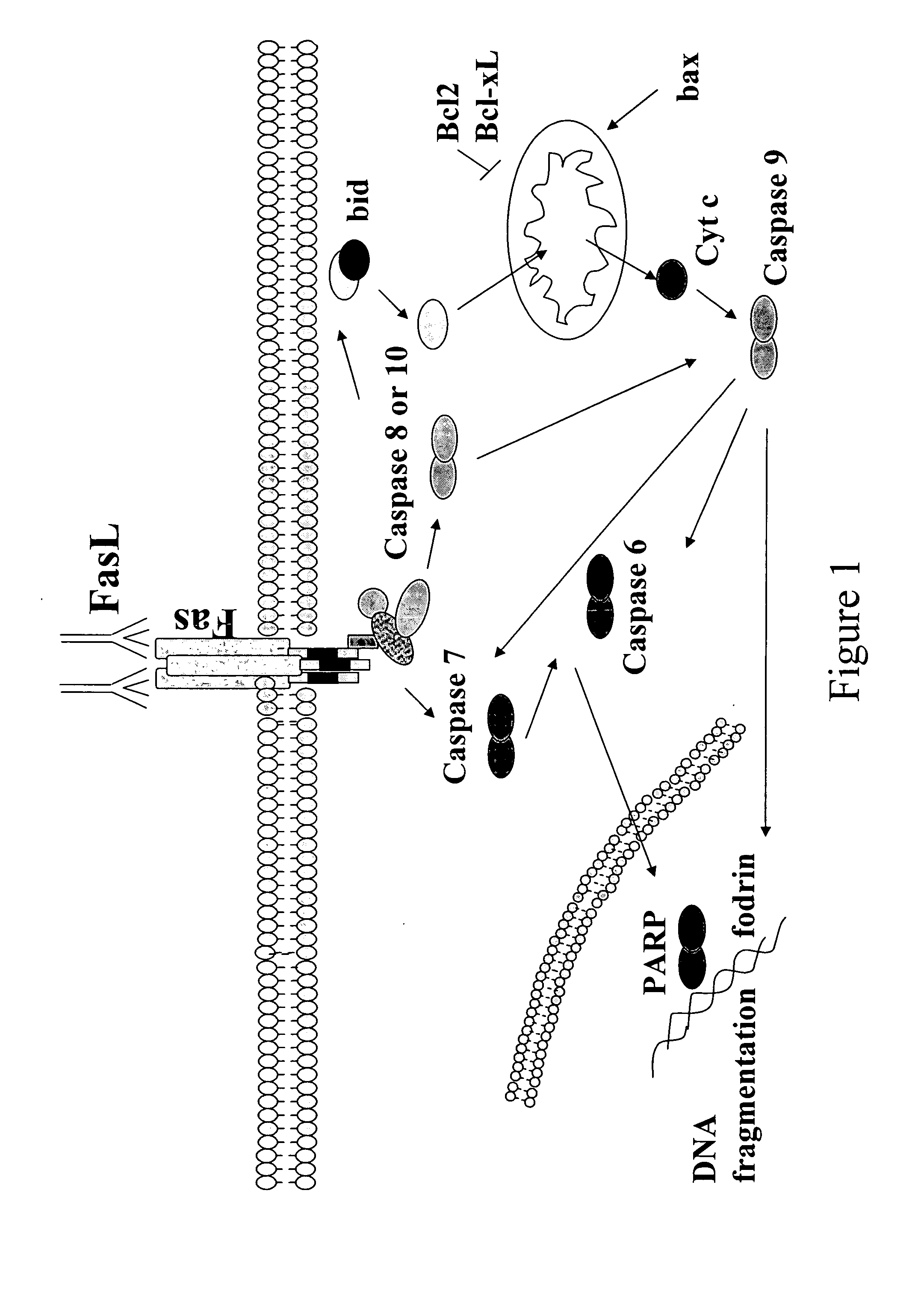 Methods and compositions for treating conditions of the eye