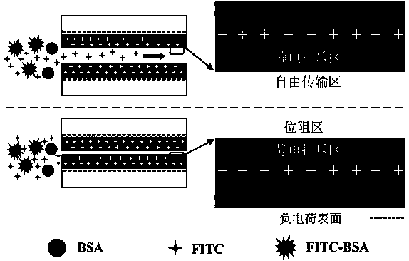 Micro-nanofluidic chip and method for achieving rapid fluorescent labeling of proteins