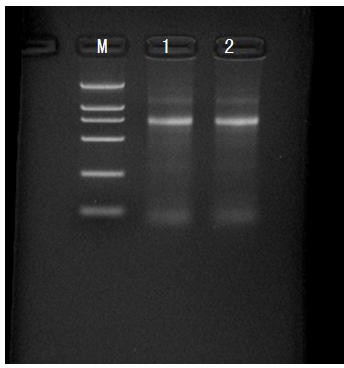 Cloning method of perinereis aibuhitensis metal binding protein gene