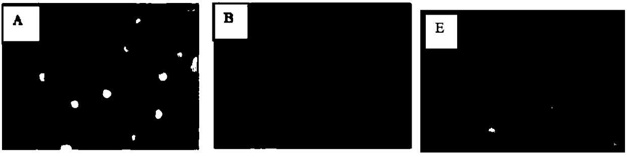 A kind of flavonoid compound ta34a and its preparation method and use