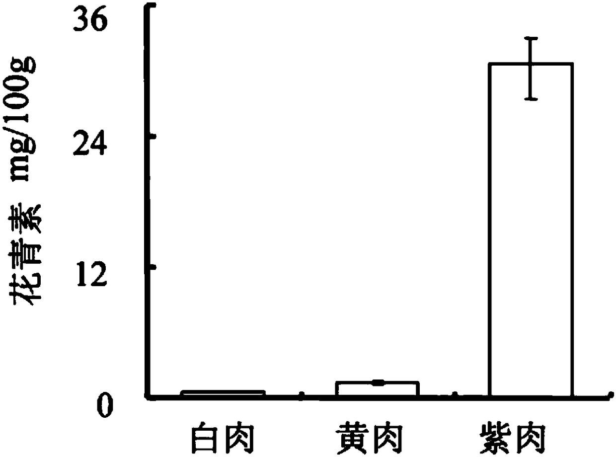 Sweet potato chalcone isomerase IbCHIL1, as well as coding gene and application thereof