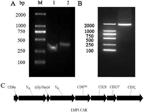 Preparation method and application of third-generation LMP1 (latent membrane protein 1) CAR-T (Chimeric Antigen Receptor T) cells