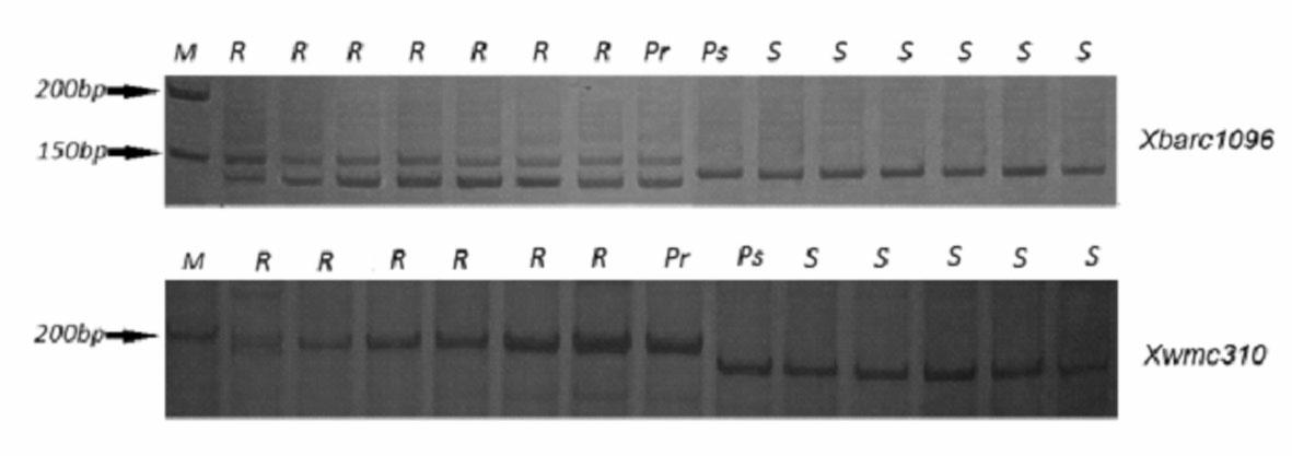 Molecular marker for wheat stripe rust disease-resistant new gene Yr50 assisted selection and using method thereof