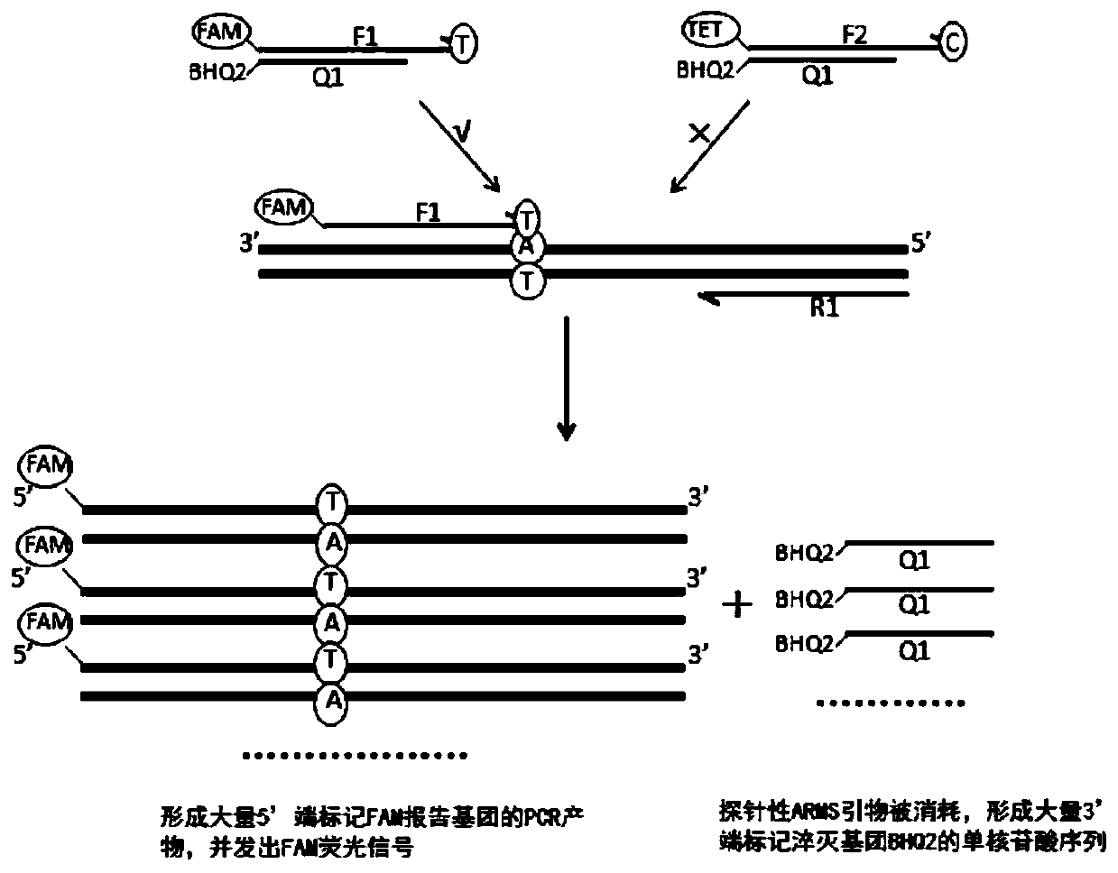 Kit, method and application for detecting gene polymorphism based on shared primer probe