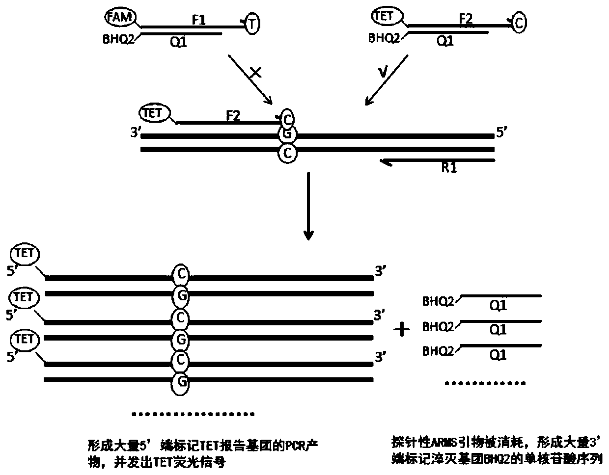 Kit, method and application for detecting gene polymorphism based on shared primer probe