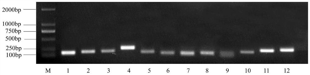 The internal reference gene developed based on Miscanthus transcriptome sequence and its application