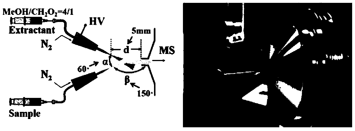 Method for rapidly detecting citrus tristeza virus by electrospray ionization mass spectrometry