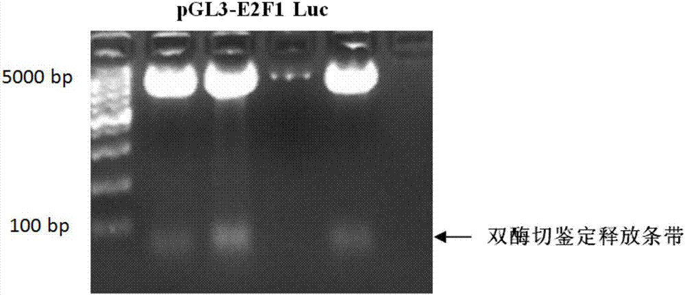 DNA fragment with E2F1 protein binding property and application to E2F1 activity detection