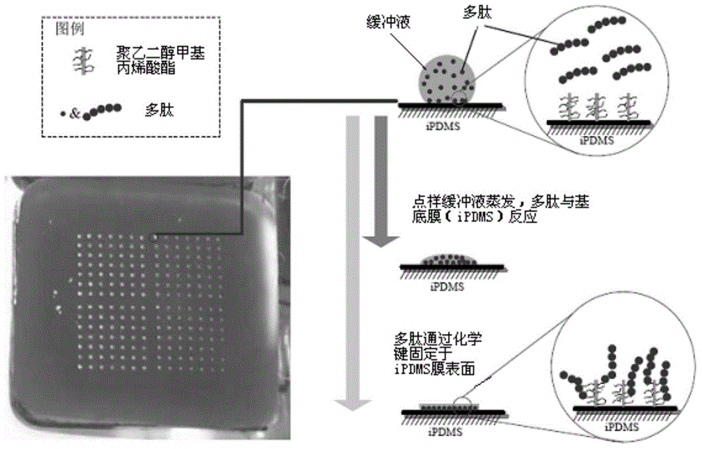 Polypeptide, and a detection device and a detection kit containing polypeptide