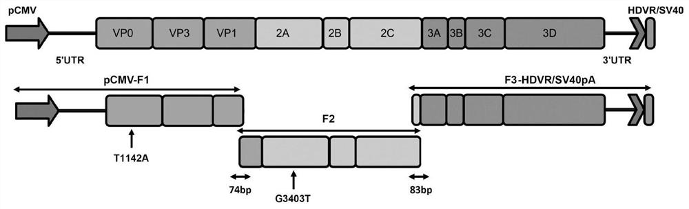 A type 3 duck hepatitis A virus mutant gene isa-t1142a and its construction method