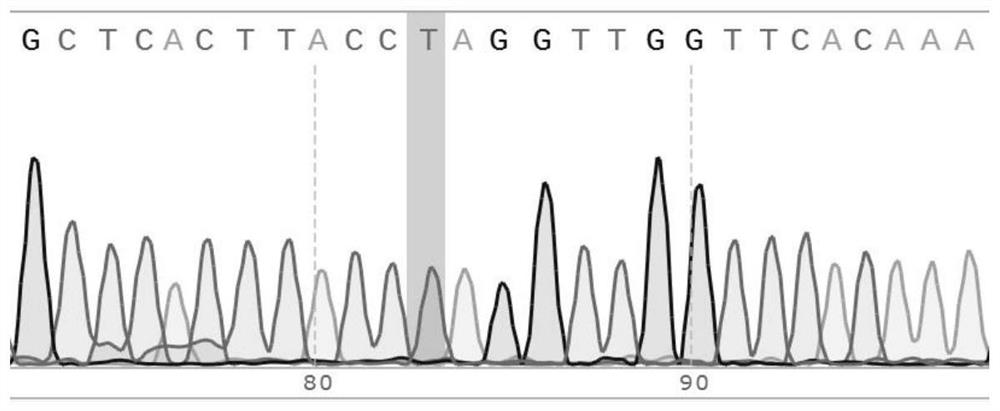 A type 3 duck hepatitis A virus mutant gene isa-t1142a and its construction method