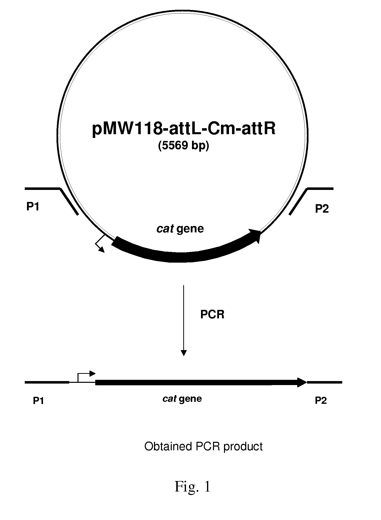 Method for producing an L-amino acid using bacterium of the Enterobacteriaceae family with attenuated expression of a gene coding for small RNA