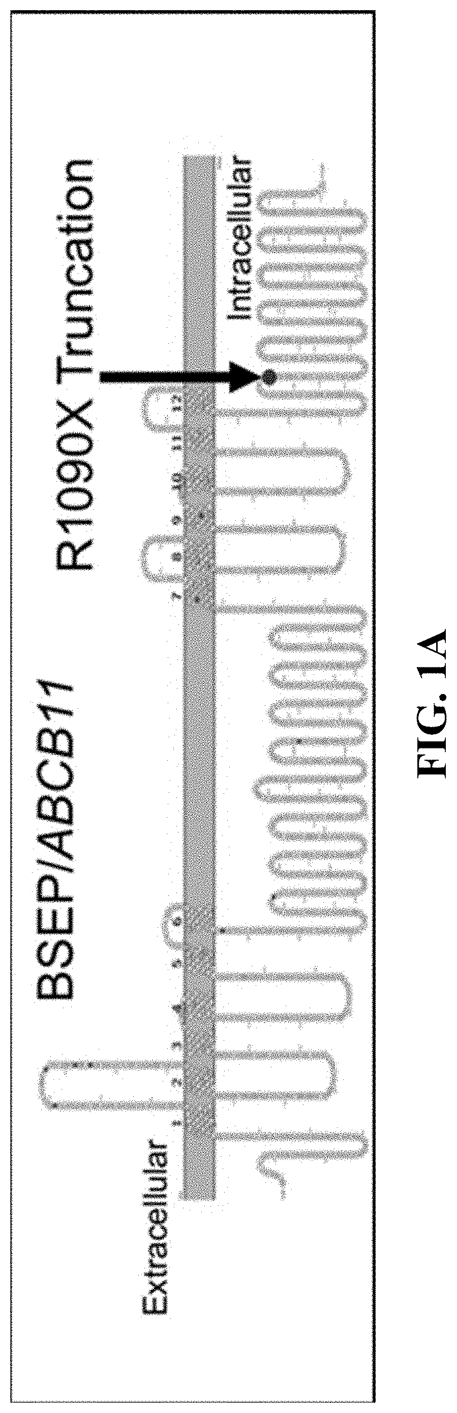 In vitro cell culture system for producing hepatocyte-like cells and uses thereof