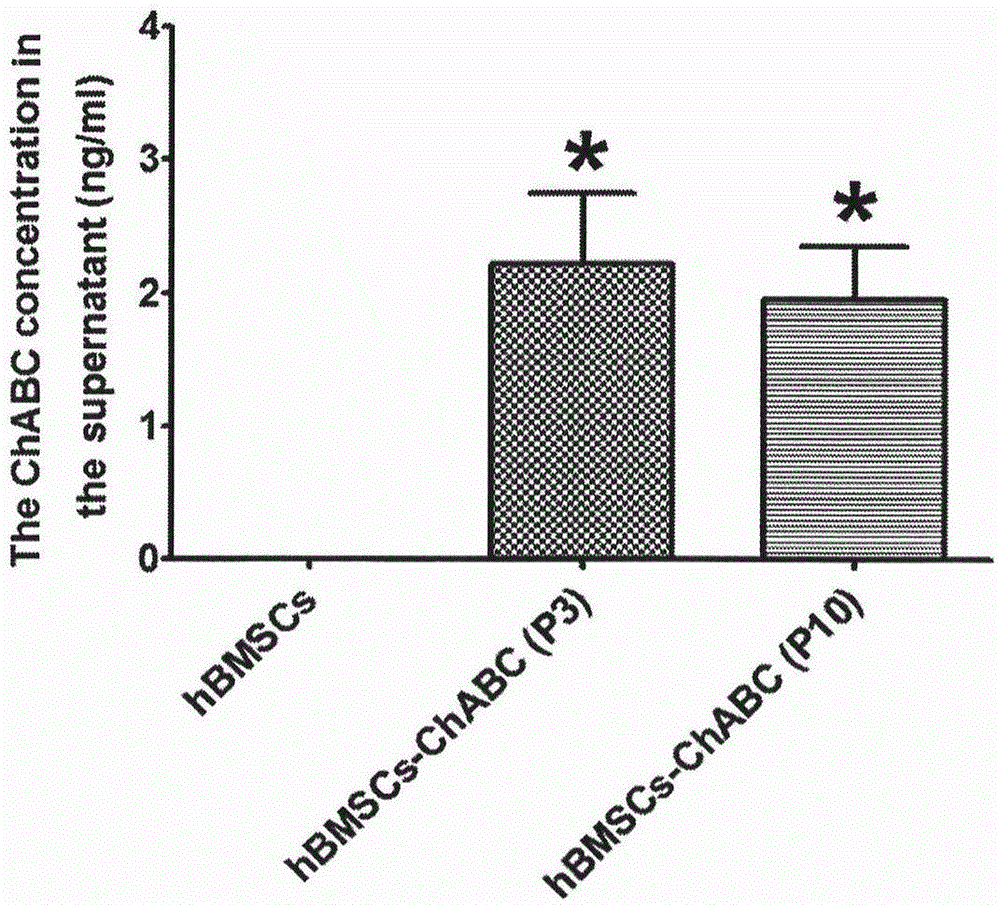 Preparation method of human stem cell for continuously secreting active chondroitinase ABC, kit and clinical use of human stem cell