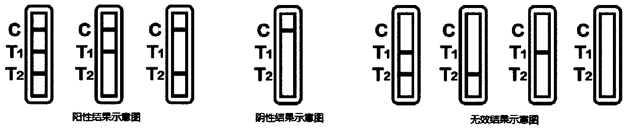 Novel coronavirus detection test strip as well as preparation method and application thereof