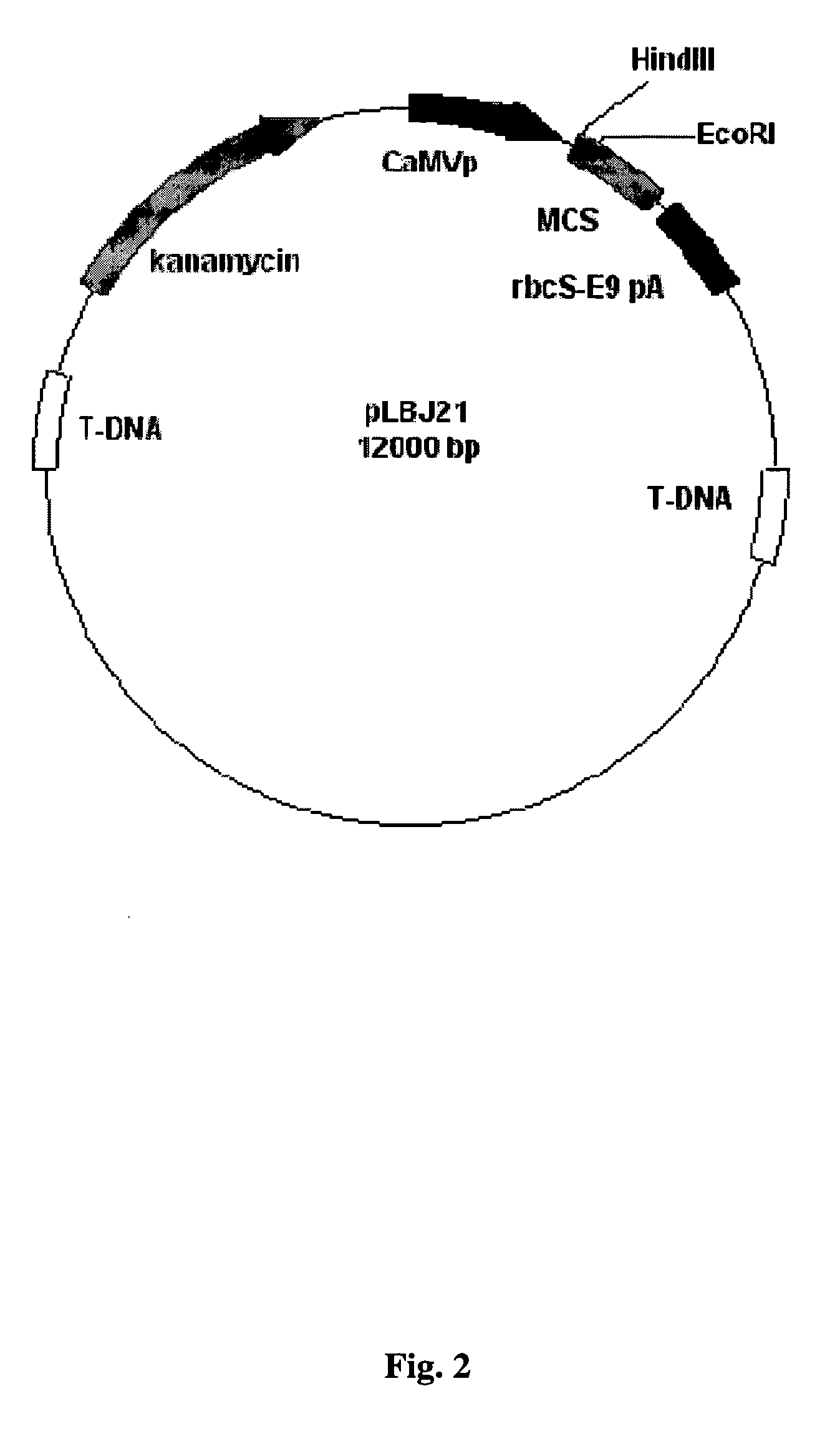 Animal immunocontraceptives expressed in plants and uses thereof