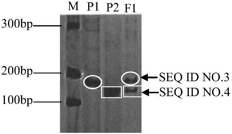 SSR primer group and method for identification of purity of flue-cured tobacco variety Yunyan 87 seeds