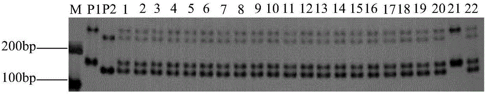 SSR primer group and method for identification of purity of flue-cured tobacco variety Yunyan 87 seeds