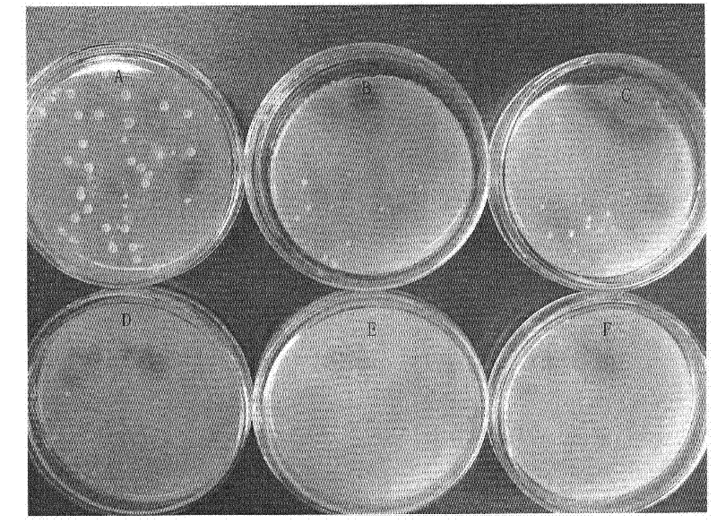 Sophorolipid fruit preservative and use thereof in fruit preservation