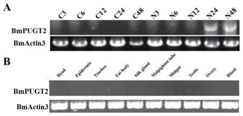 Promoter of nosema bombycis inducible expression gene BmPUGT2 and application of promoter