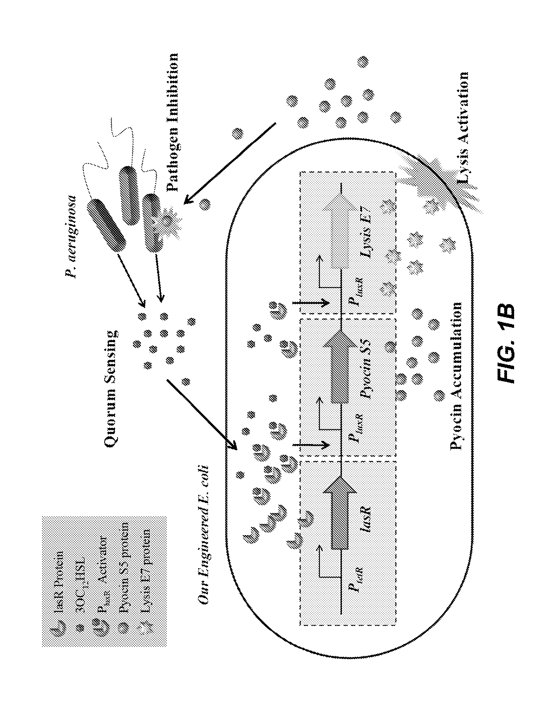 Isolated nucleotide molecule and method of sensing and killing of pathogenic microorganism