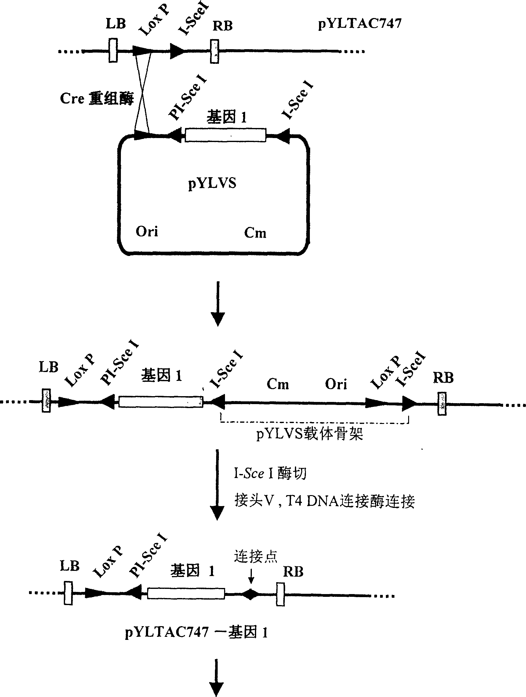Construction method of multigene carrier and its application