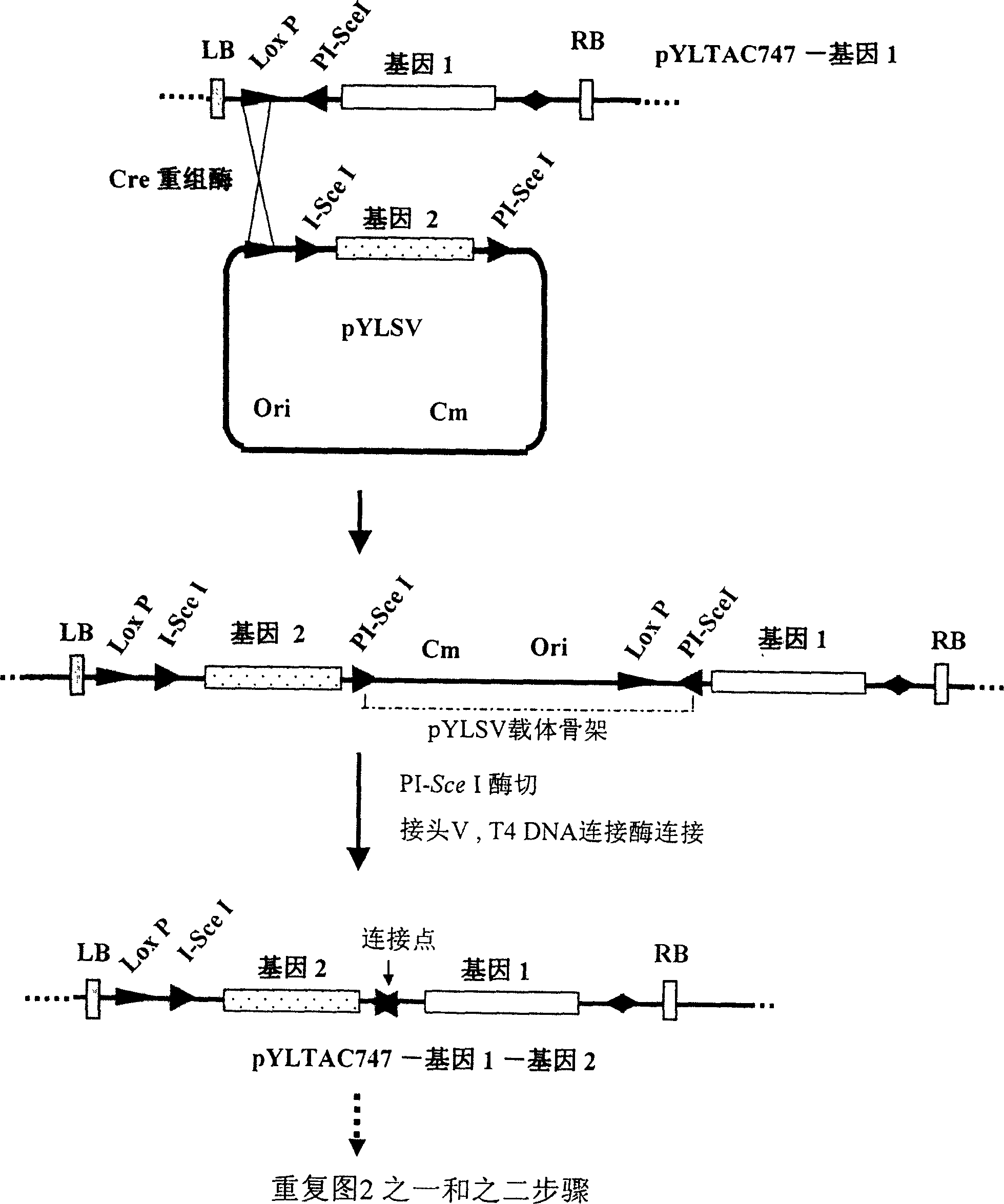 Construction method of multigene carrier and its application