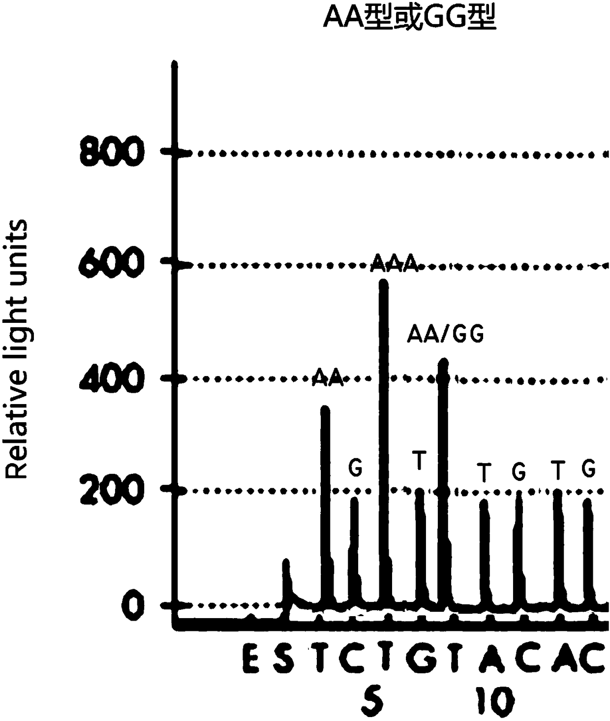 Quick amplification detection kit of SNP (single nucleotide polymorphism) site of MTRR (5-methyltetrahydrofolate-homocysteinemethyltransferase reductase) and detection method