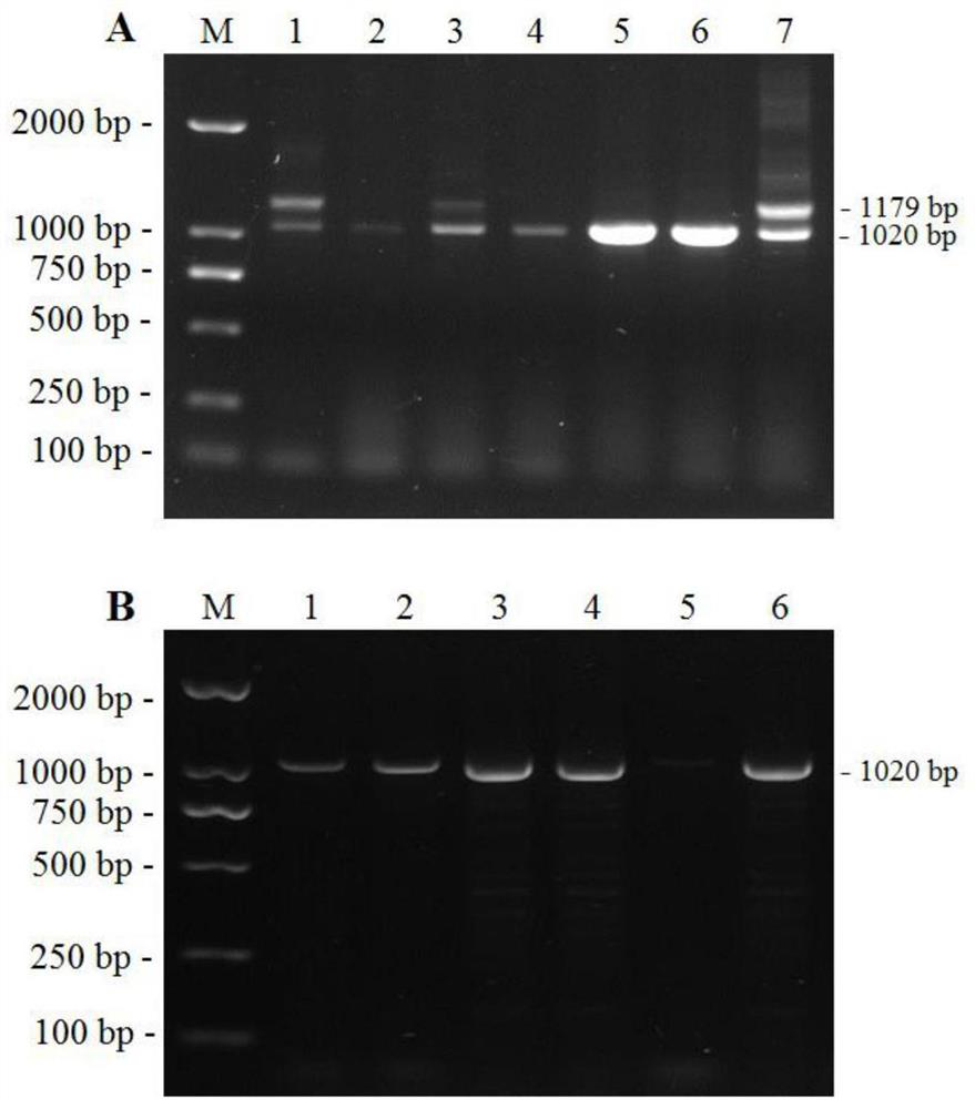 Construction and application of Marek's disease virus ultra-high virulent strain and gene deletion virulent strain of Marek's disease virus ultra-high virulent strain