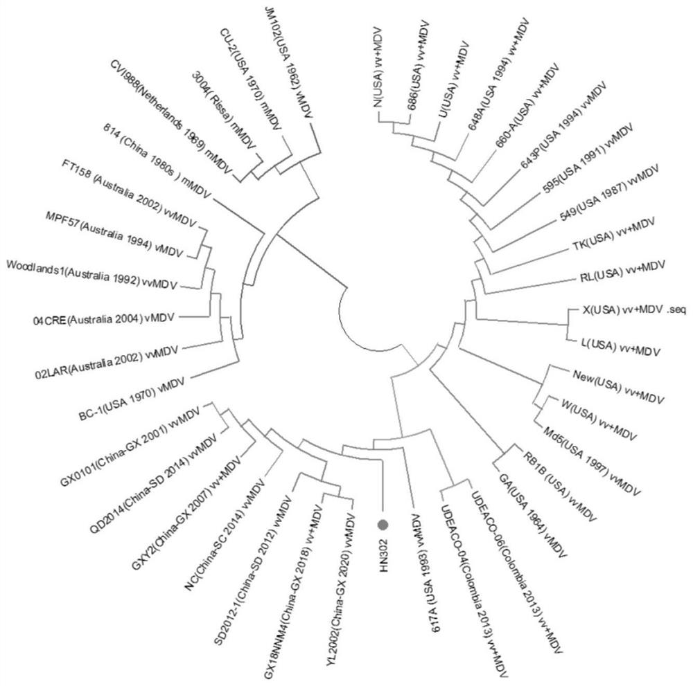 Construction and application of Marek's disease virus ultra-high virulent strain and gene deletion virulent strain of Marek's disease virus ultra-high virulent strain