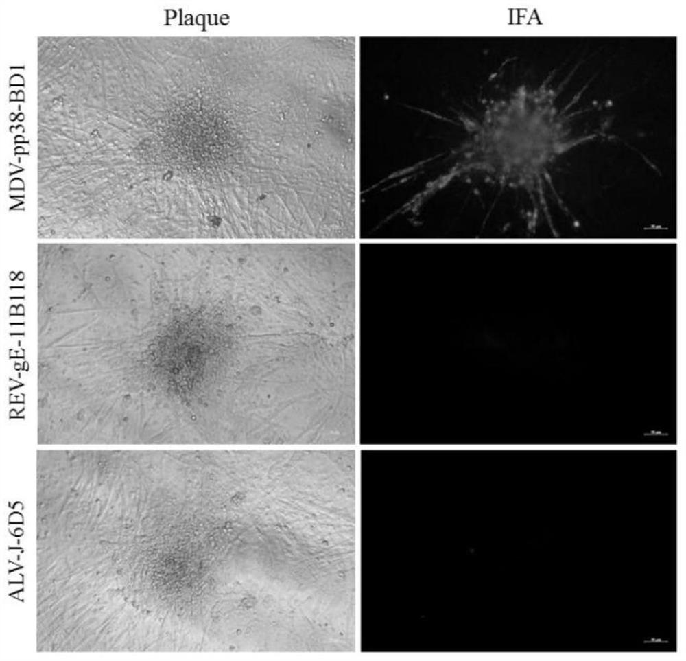 Construction and application of Marek's disease virus ultra-high virulent strain and gene deletion virulent strain of Marek's disease virus ultra-high virulent strain