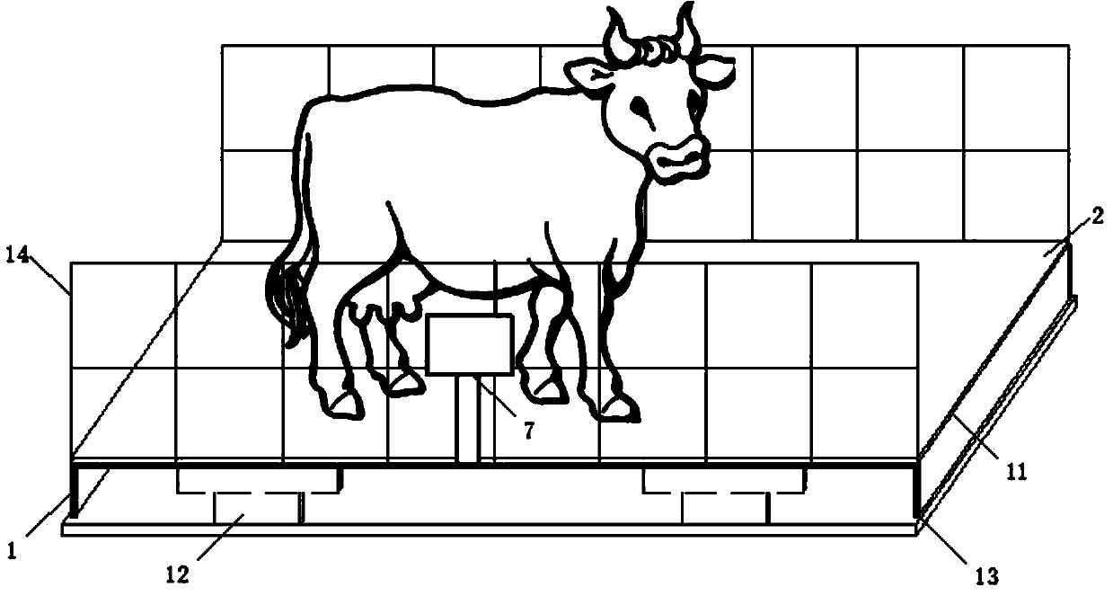 Automatic weight measuring device for cows