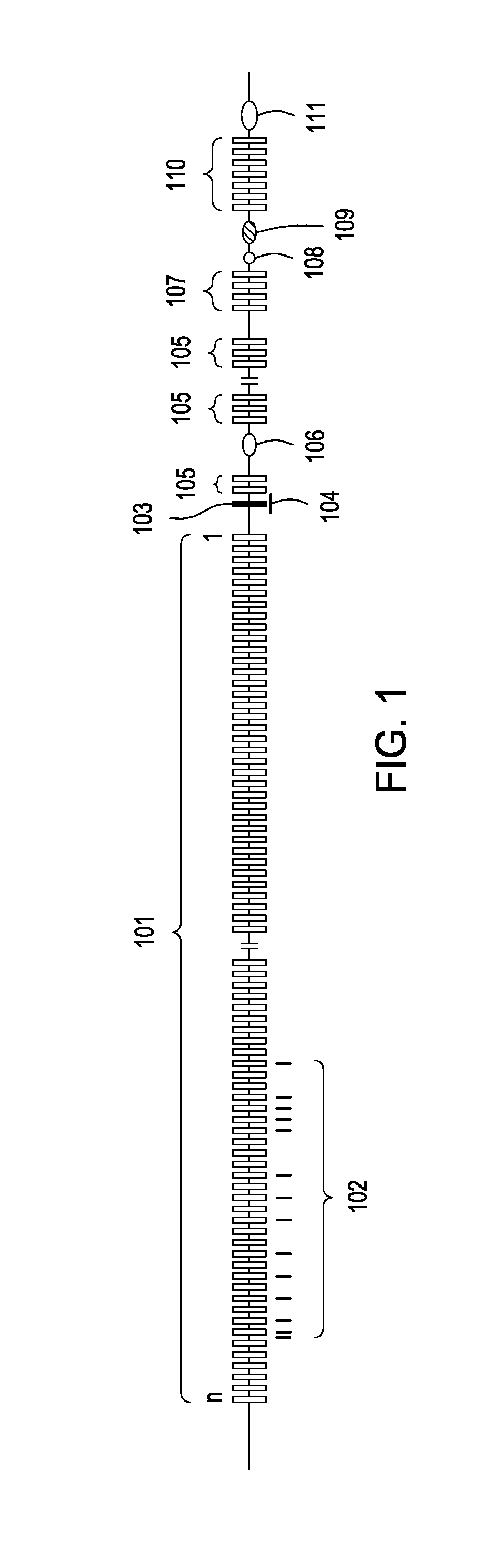 Transgenic mammals and methods of use thereof