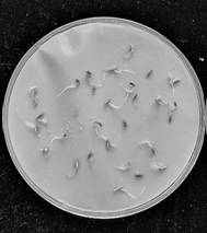 Trichoderma atroviride C61