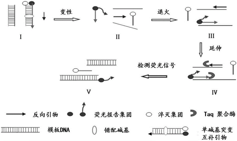 Dimer mutating fluorescent primer quantative PCR method for synchronous quantifying and genetic typing of four aspergilli