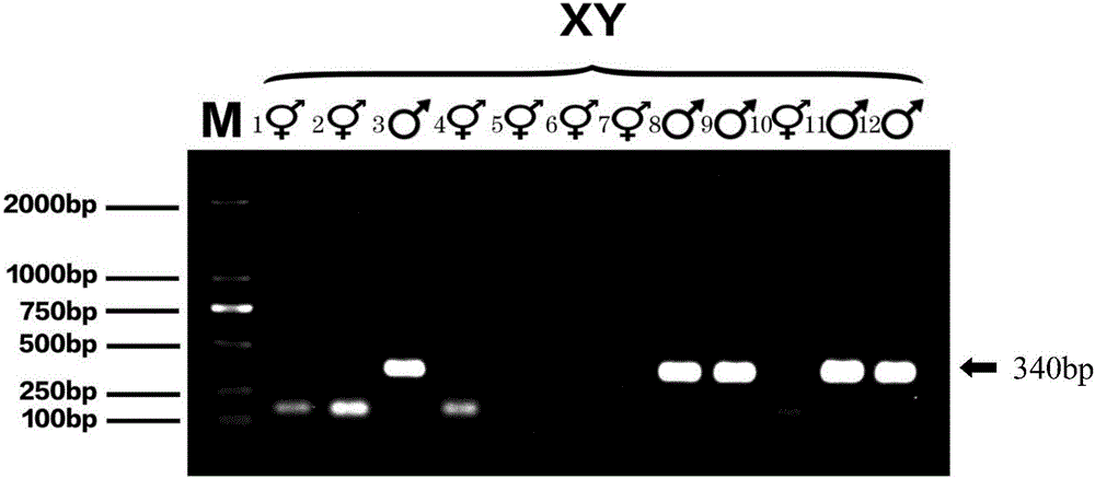 Gene sequence for identifying sex of tapisicia sinensis, and applications of gene sequence