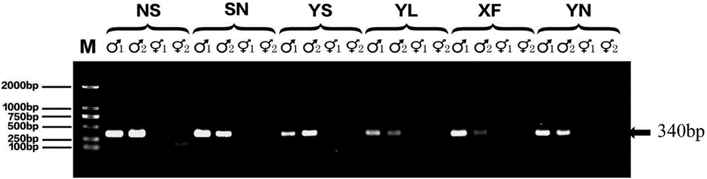 Gene sequence for identifying sex of tapisicia sinensis, and applications of gene sequence