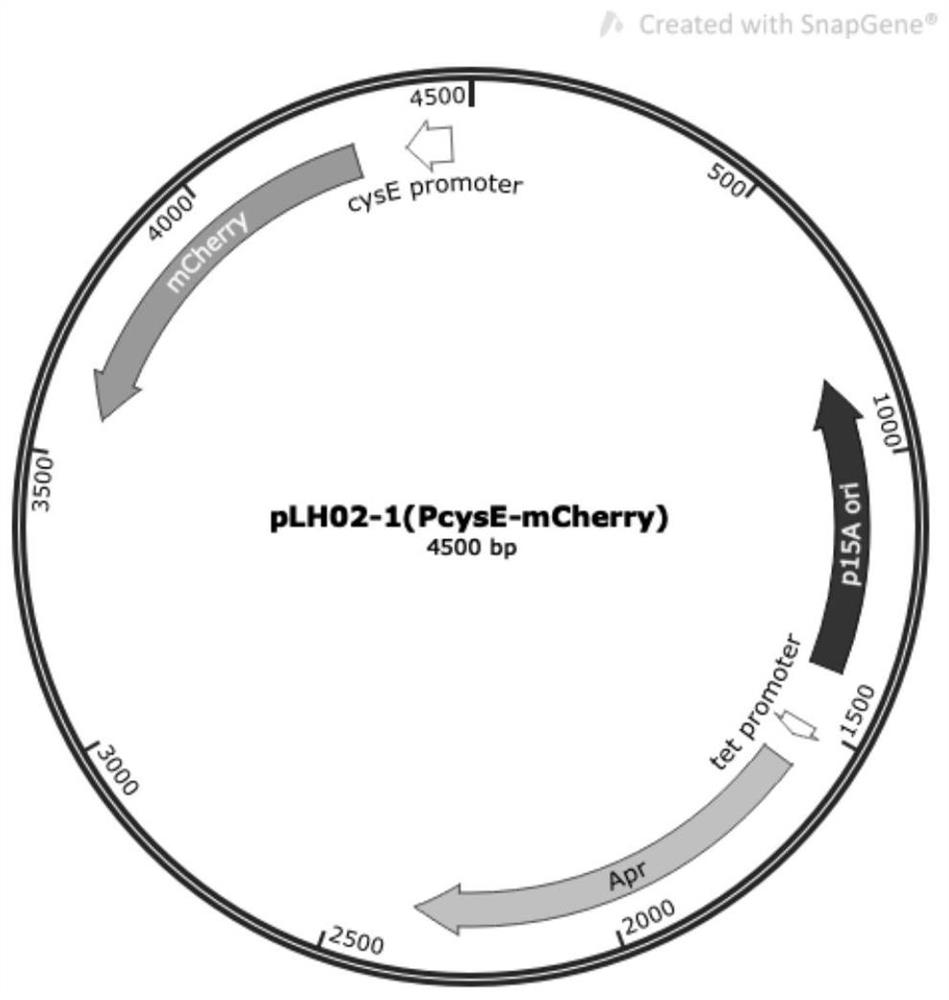 Construction method and application of recombinant Escherichia coli for synthesizing l-cysteine