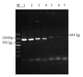 Primer group and kit for multiple PCR detection of rabbit Pasteurella multocida and rabbit Bordetella bronchiseptica and detection method thereof