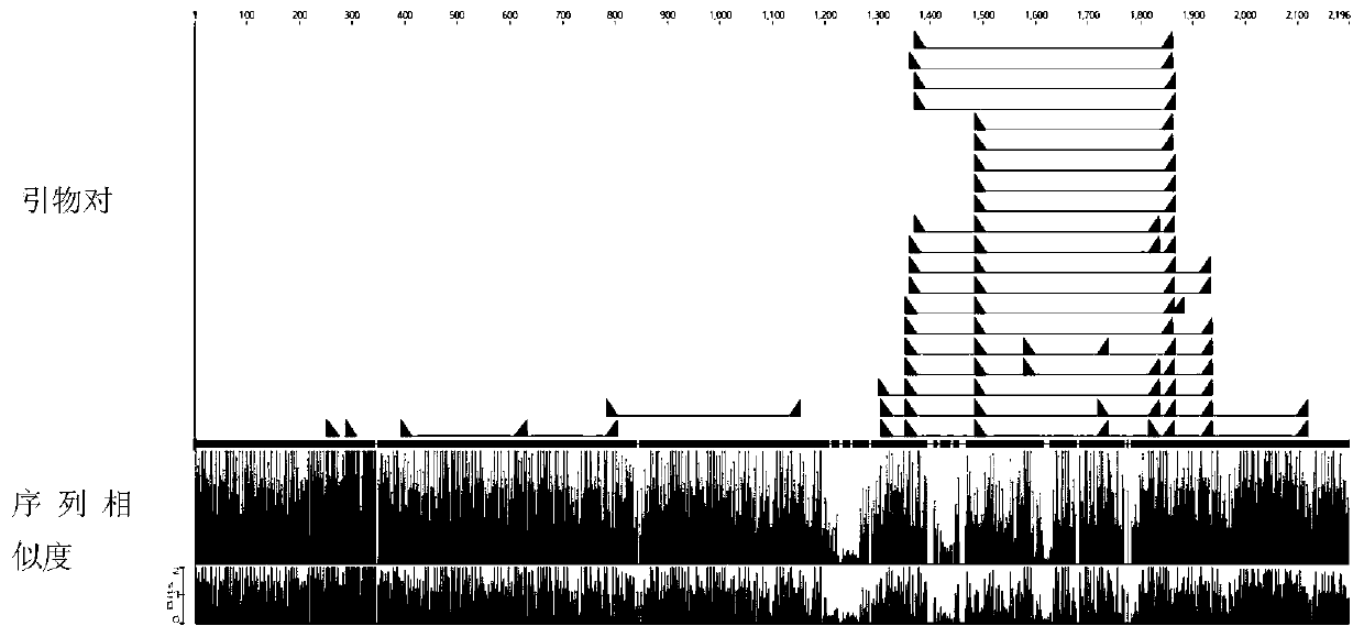 Norovirus sequencing primer based on high-throughput sequencing, kit and detection method thereof