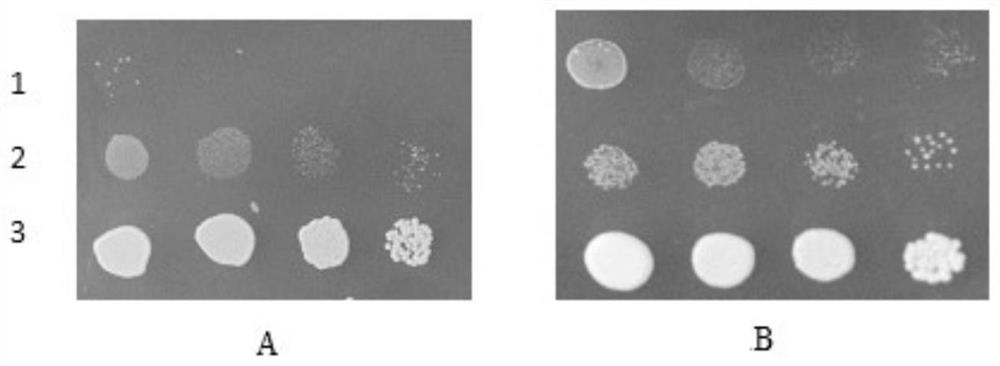 A potassium transporter kup3 from tobacco and its coding gene and application