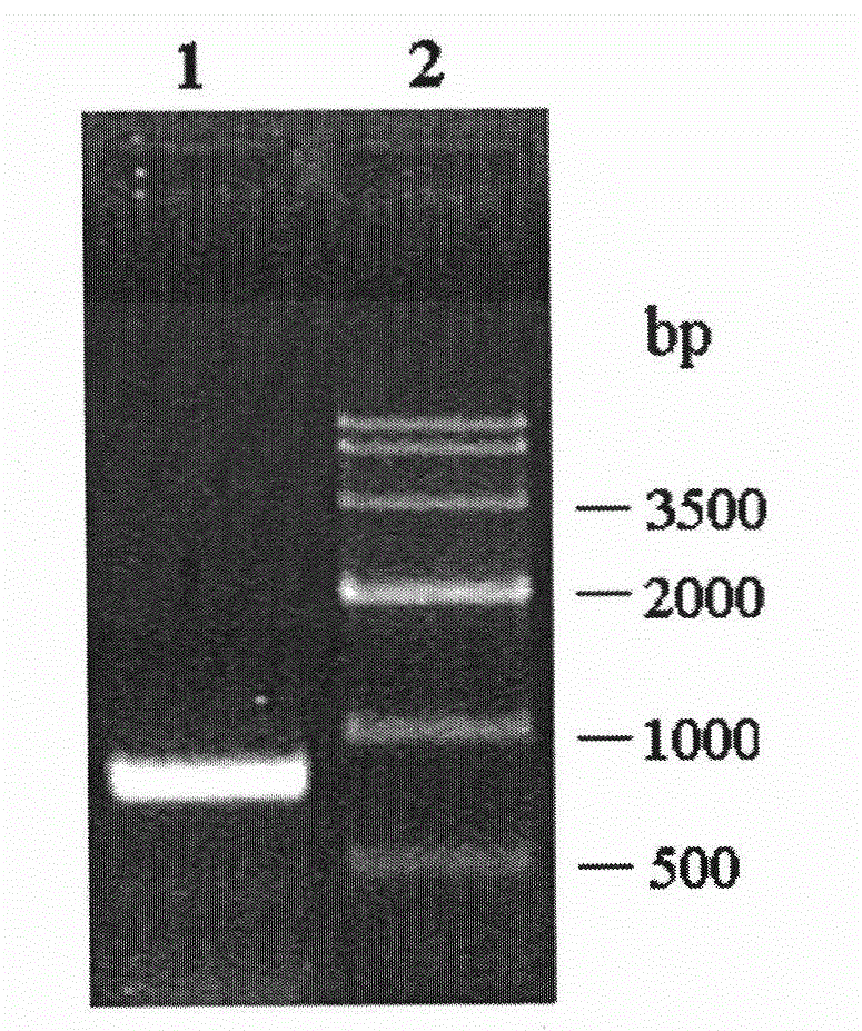 Epoxy hydrolase, gene thereof and application thereof