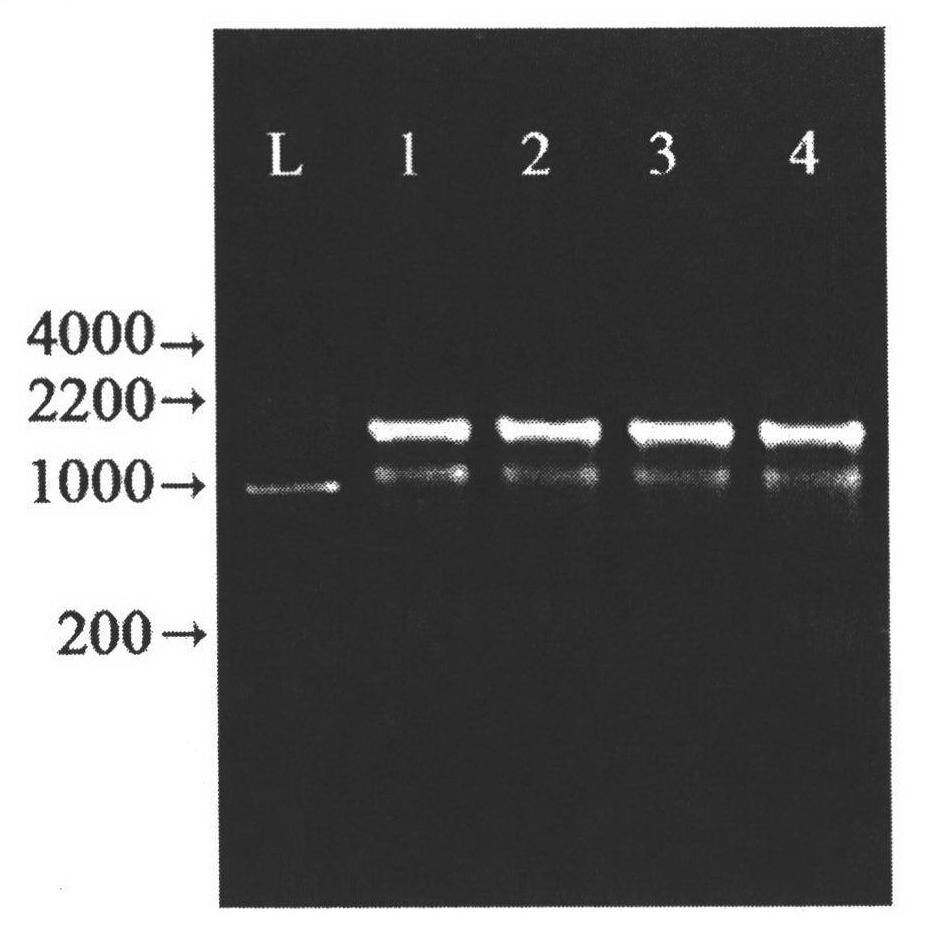 Method for quickly extracting total ribonucleic acid (RNA) from Rubus