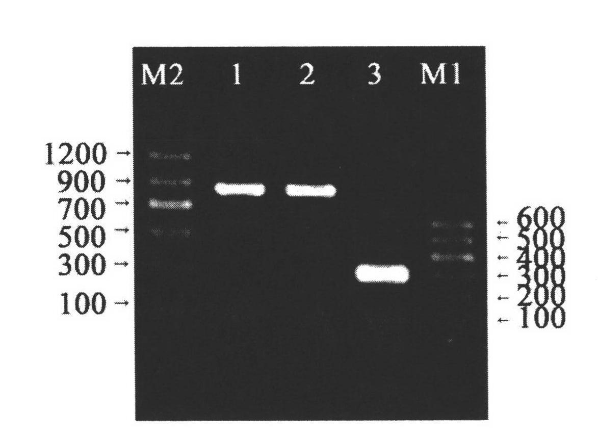 Method for quickly extracting total ribonucleic acid (RNA) from Rubus