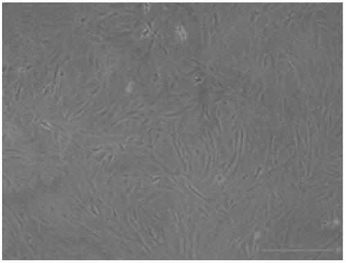 Isolated culture and induction method of nibea albiflora precursor adipose cells